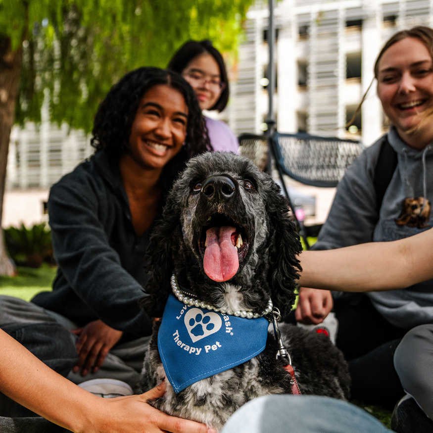 dog therapy why ucsb